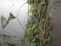 Soybean sample as it was received by clinic