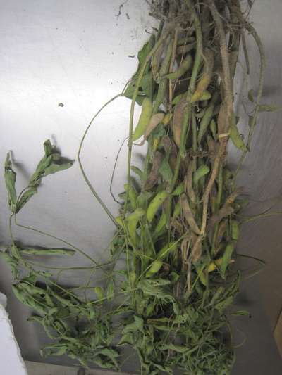 Soybean sample as it was received by clinic