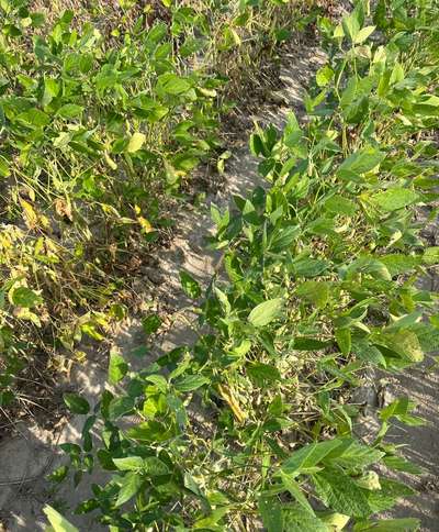 Affected field