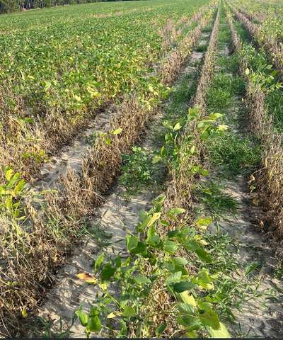Affected field