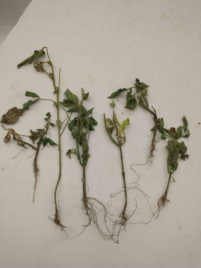 Soybean stems