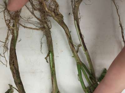 Soybean stems