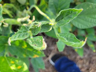 Soybean leaves