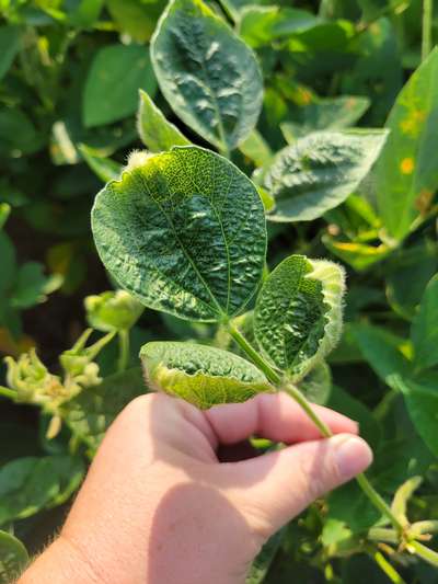 Soybean leaves