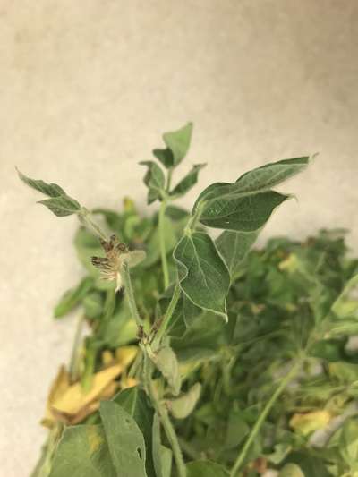 Soybean leaves