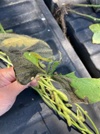 Soybean leaves
