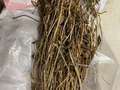 Soybean plant
