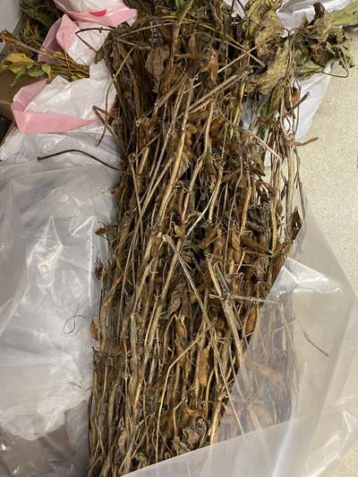 Soybean plant