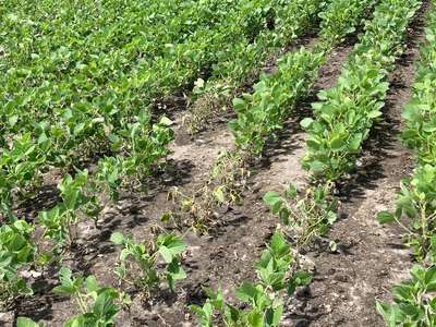 Soybean field
