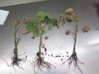 Soybean plants