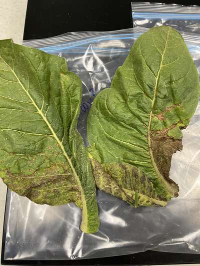 Tobacco leaves with TSWV