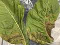 Tobacco leaves with TSWV