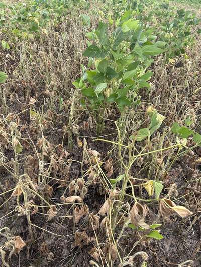 Soybean plants in the field with brown stems and brown leaves