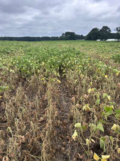 Soybean plants in the field affected by wilting and yellowing