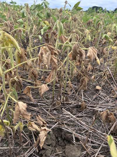 Soybean plants in the field with brown stems and brown leaves