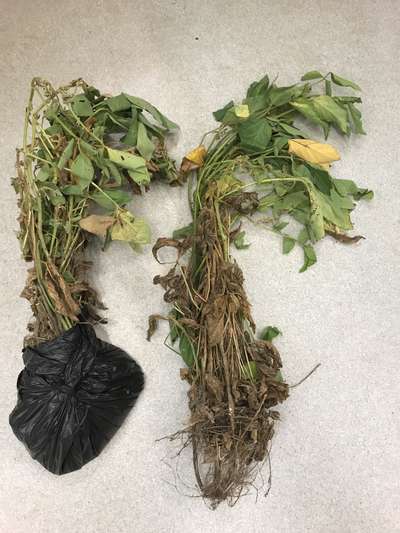 Soybean plant