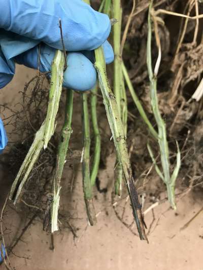 Soybean stems
