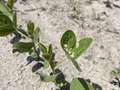 Small round holes in trifoliolate leaves