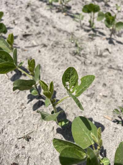 Small round holes in trifoliolate leaves