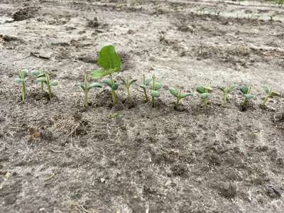 Photo showing multiple seedlings being bitten off by geese.