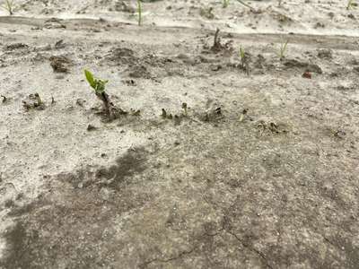 Up-close photo of seedlings being damaged below the cotyledon leaves by geese.