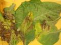 Tobacco leaves sample as received showing signs of TSWV