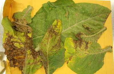 Tobacco leaves sample as received showing signs of TSWV