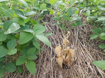 Soybean plants