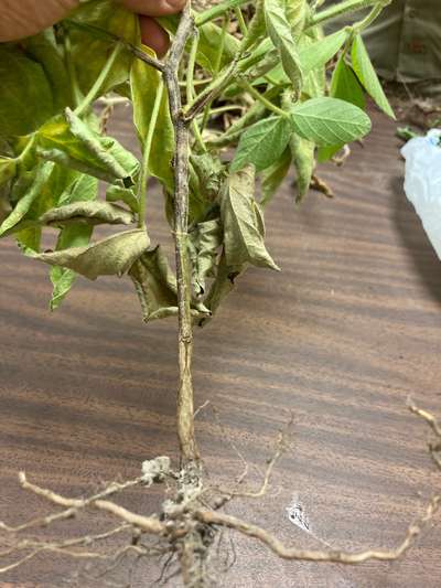 Soybean plant