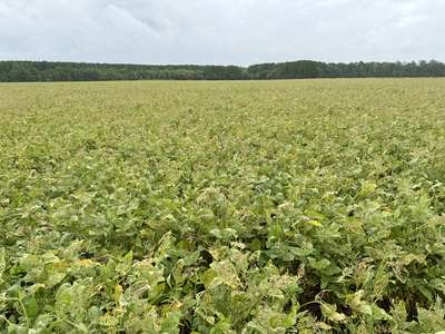 Broad photo of soybean field and leaves with major defoliation