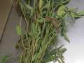 Soybean plant