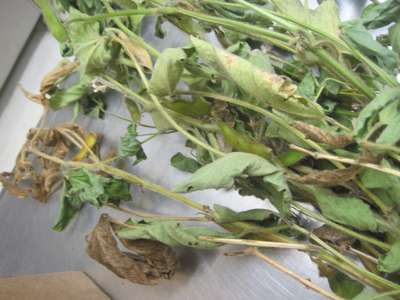 Soybean close-up