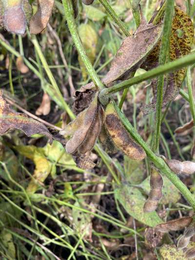 Soybean pods