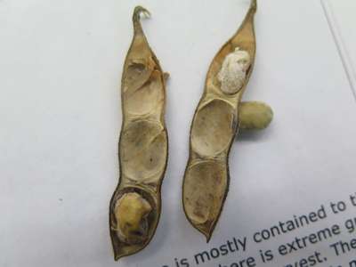 Soybean pods