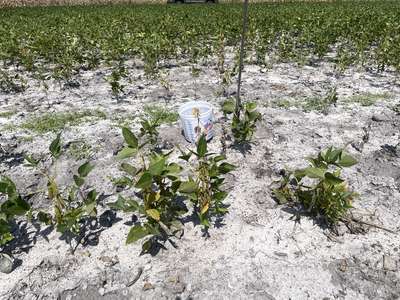 Soybean field