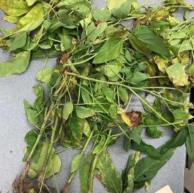 Soybean plant