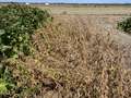 Broad photo of multiple soybean plants tangled and falling into each other