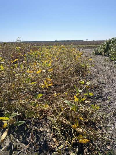 Broad photo of multiple soybean plants tangled and falling into each other