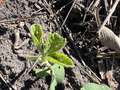 Up-close photo of soybean plant with round holes present on leaves and a bean leaf beetle located on one of the leaves.