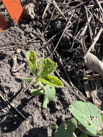 Up-close photo of soybean plant with round holes present on leaves and a bean leaf beetle located on one of the leaves.