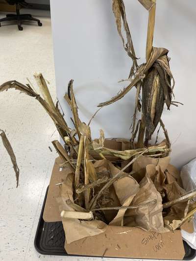 Dry corn with a snapped stem