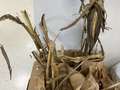 Dry corn with a snapped stem