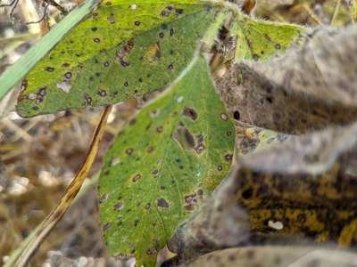 Soybean leafs