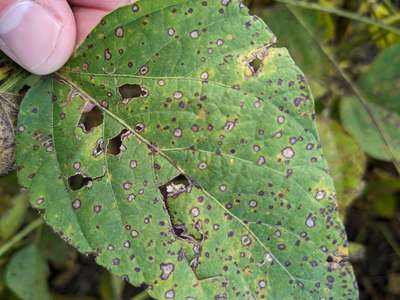 Soybean leafs