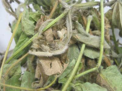 Soybean close-up