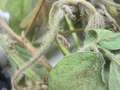 Soybean close-up