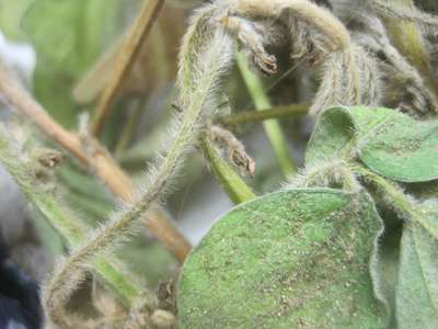 Soybean close-up