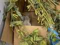 Soybean sample as it was received by clinic