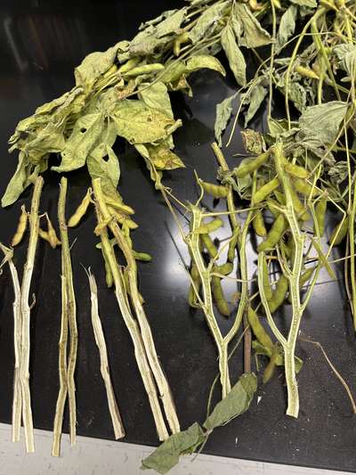 Soybean stems split in half lengthwise