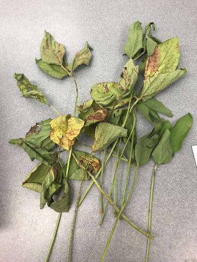 Soybean leaves